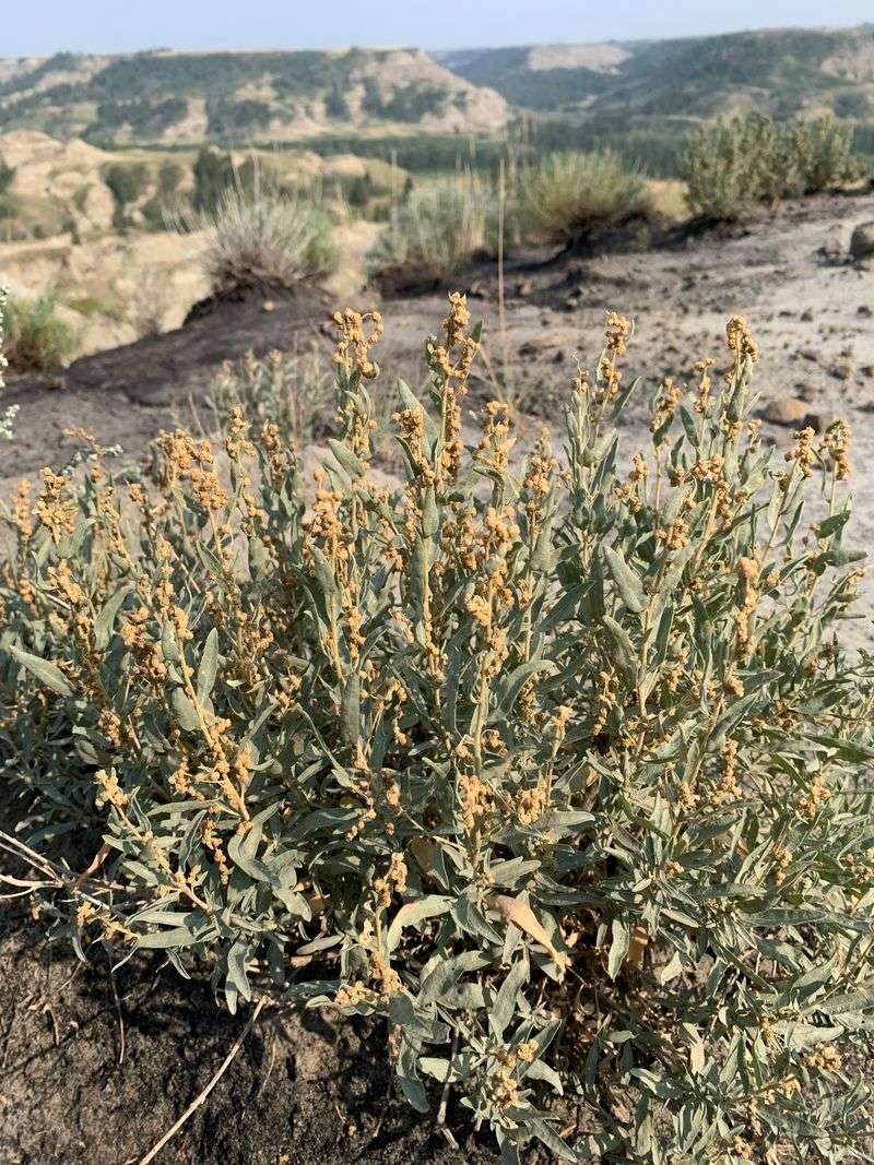 What the rosemary research does—and does not—show