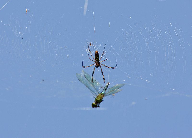 What the web may catch—and what it does not prove