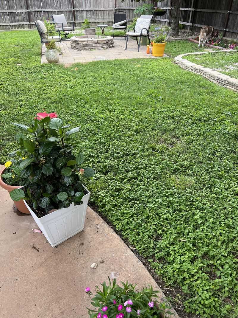 What to expect from a horseherb patch What to expect from a horseherb patch