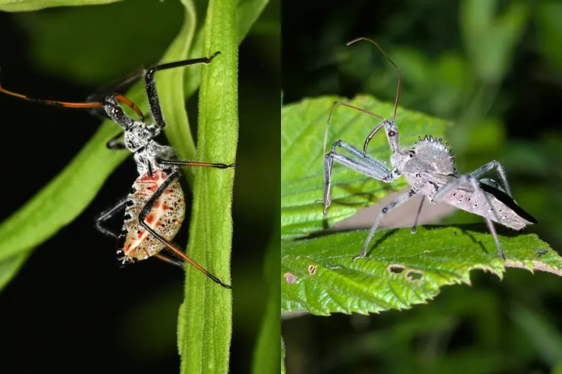 Wheel bugs are predators, not guaranteed pest control Wheel bugs are predators, not guaranteed pest control