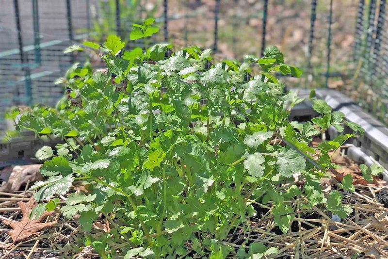 When Florida gardeners should sow cilantro