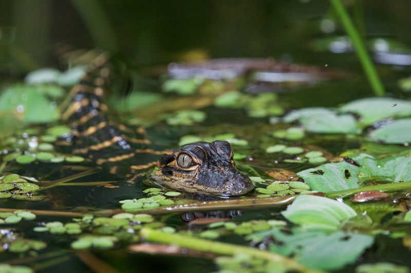 When Florida hatchlings emerge