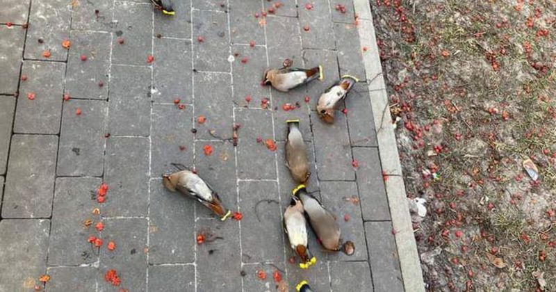 When Is a Berry-Eating Flock a Cause for Concern?