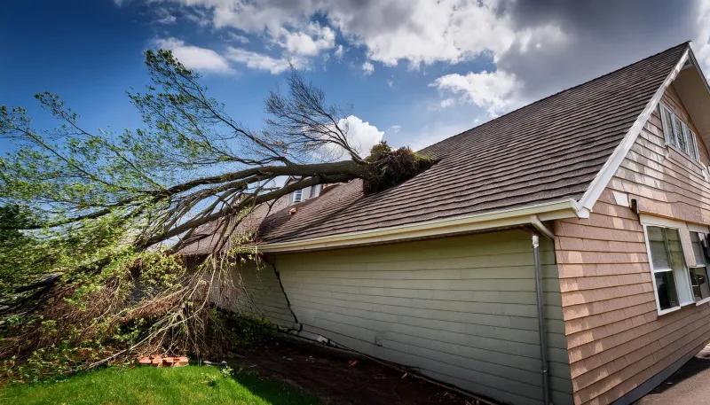 When a tree causes damage, start with your insurer