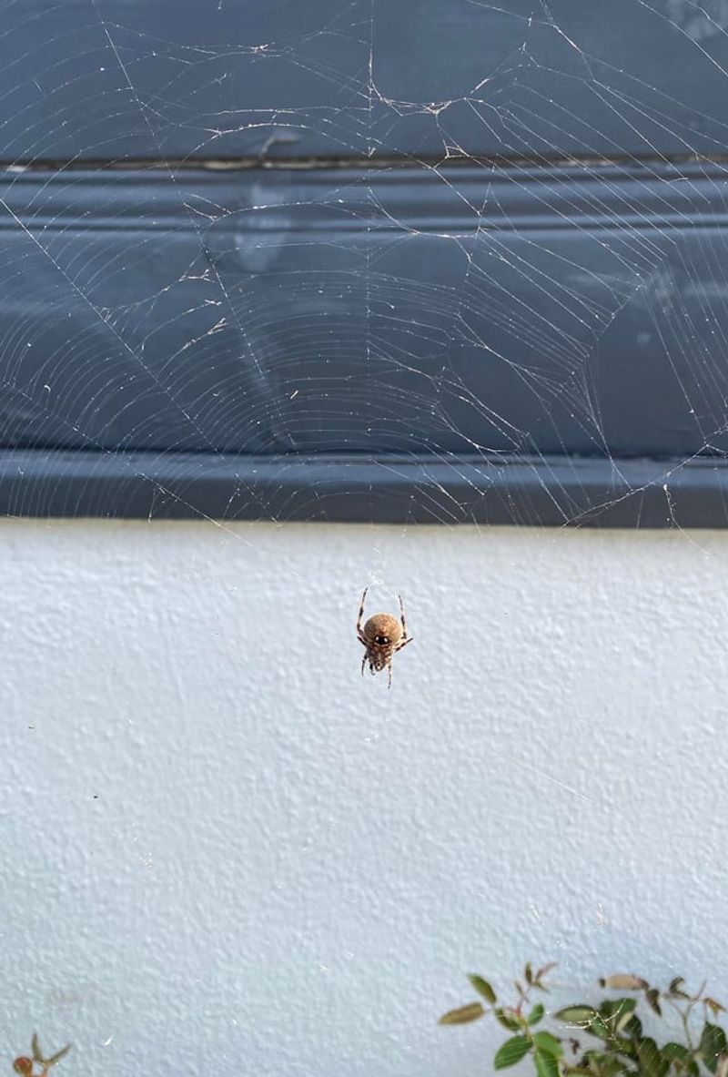When a web blocks the way, relocate the spider without handling it