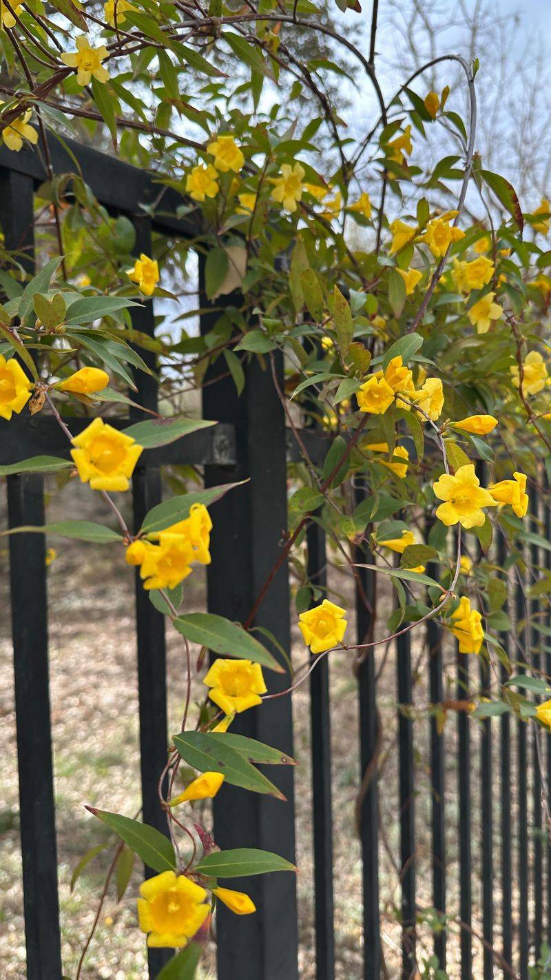 When can Carolina jessamine bloom?