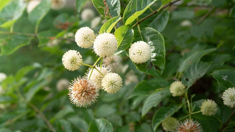 When can Texas gardeners expect blooms?