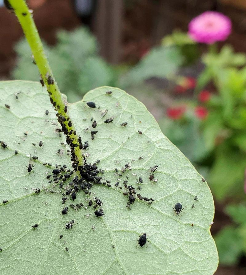 When colonies appear, act on the plants