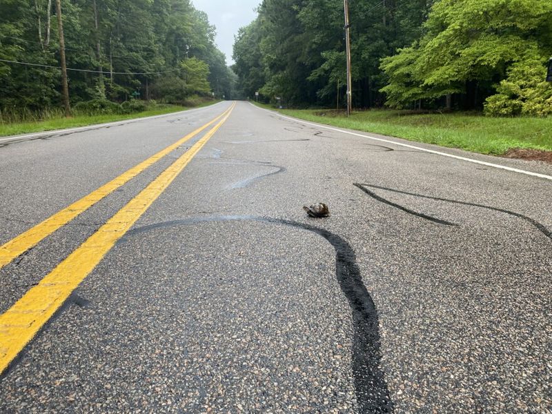 When danger is immediate, move the turtle only a short distance When danger is immediate, move the turtle only a short distance