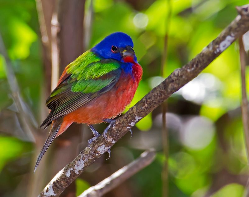 When do Painted Buntings reach Florida yards? When do Painted Buntings reach Florida yards?