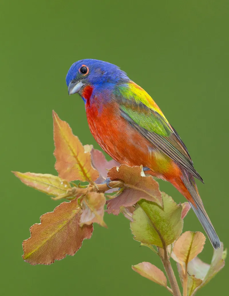 When do painted buntings move through Texas?