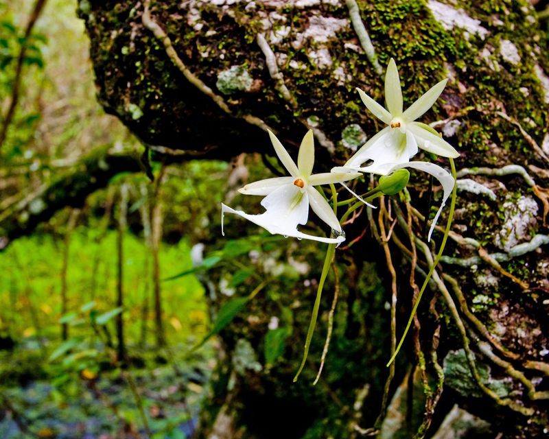 When does a ghost orchid actually bloom?