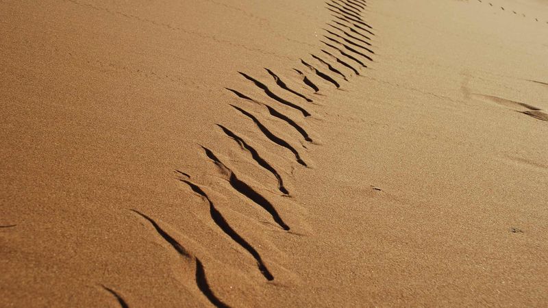 When does a trail suggest a snake? When does a trail suggest a snake?