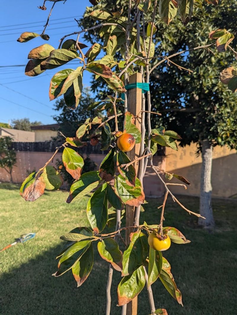 When fruit drops too, look beyond autumn leaf fall