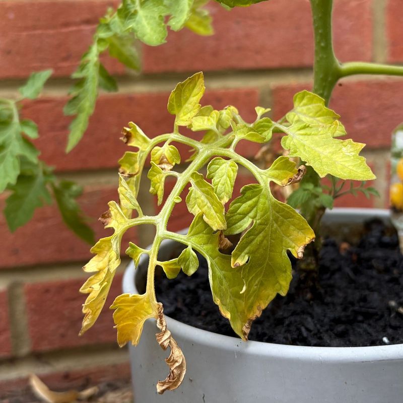 When older lower leaves may be normal When older lower leaves may be normal