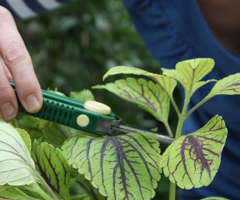 When should North Carolina gardeners take cuttings?