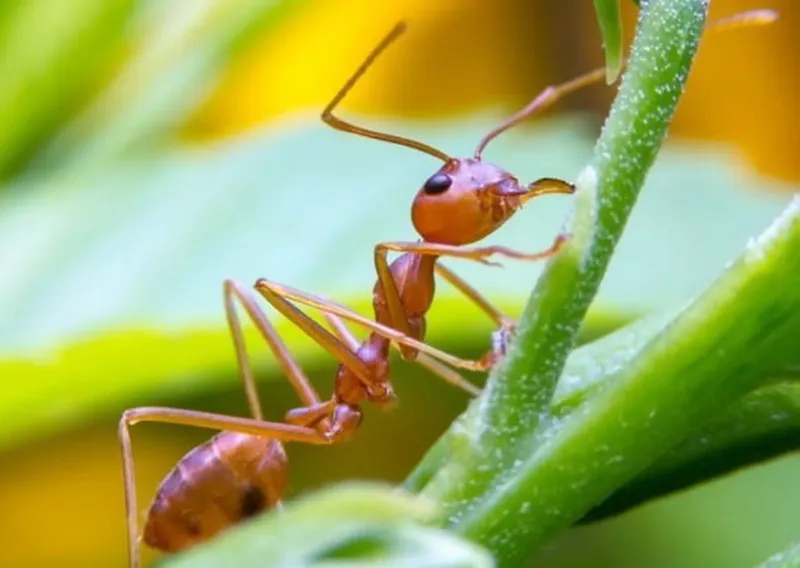 When should you call Florida Poison Control?