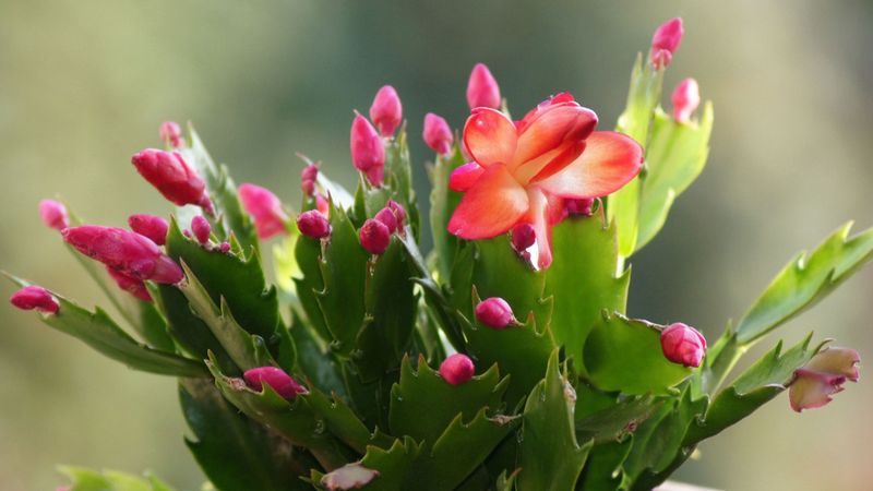 When should you move the cactus? When should you move the cactus?