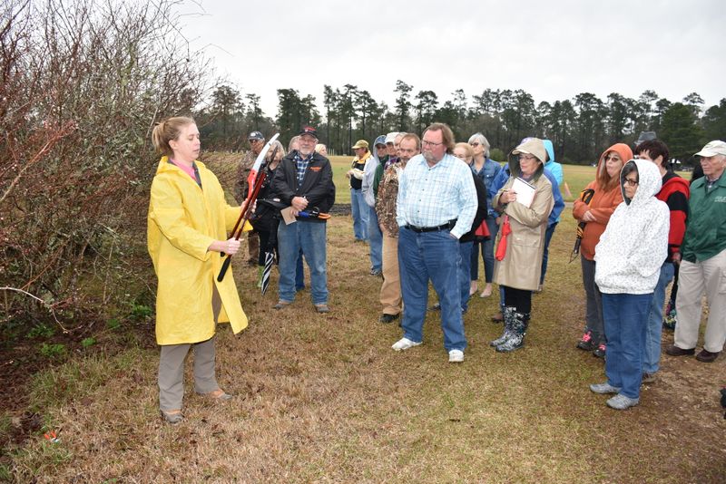 When should you prune after harvest?