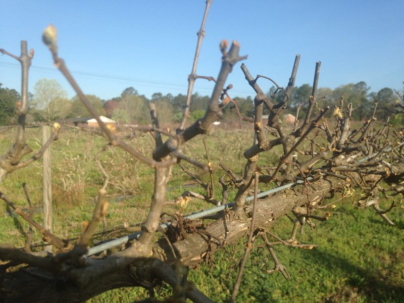 When to prune in Florida and Texas