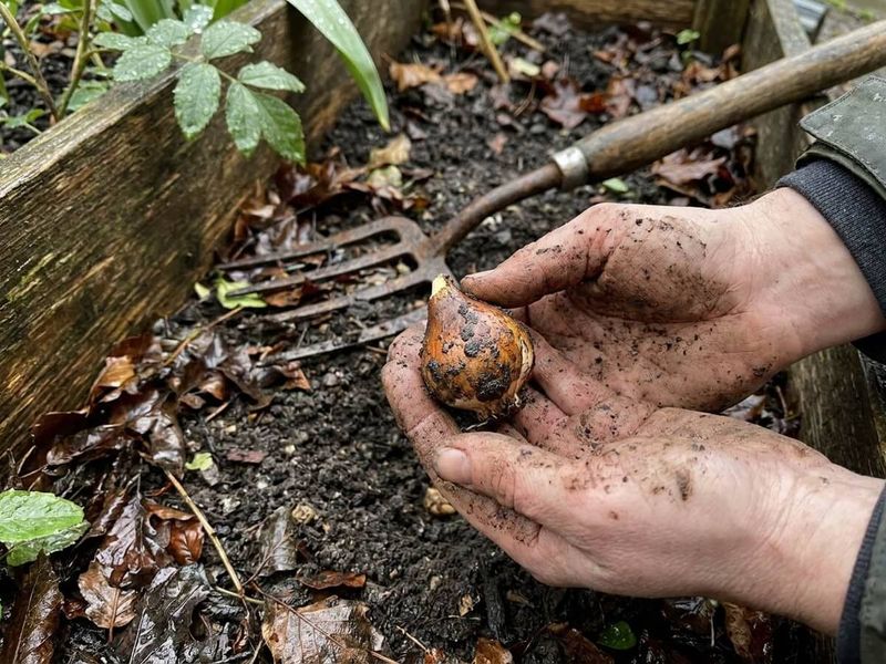 When wet soil can contribute to garlic rot When wet soil can contribute to garlic rot