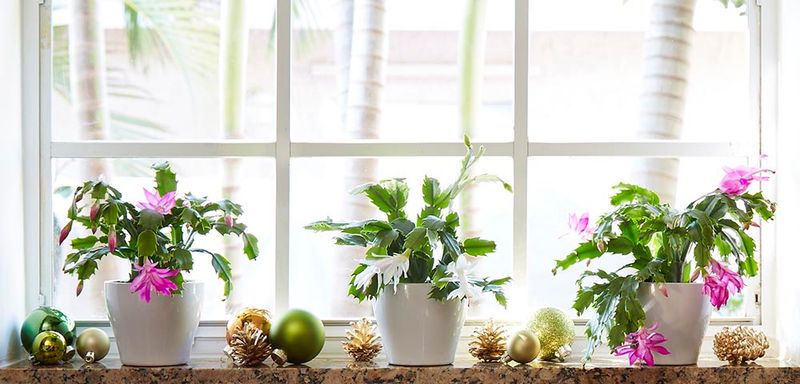 Where can a warm Southern home keep the plant?