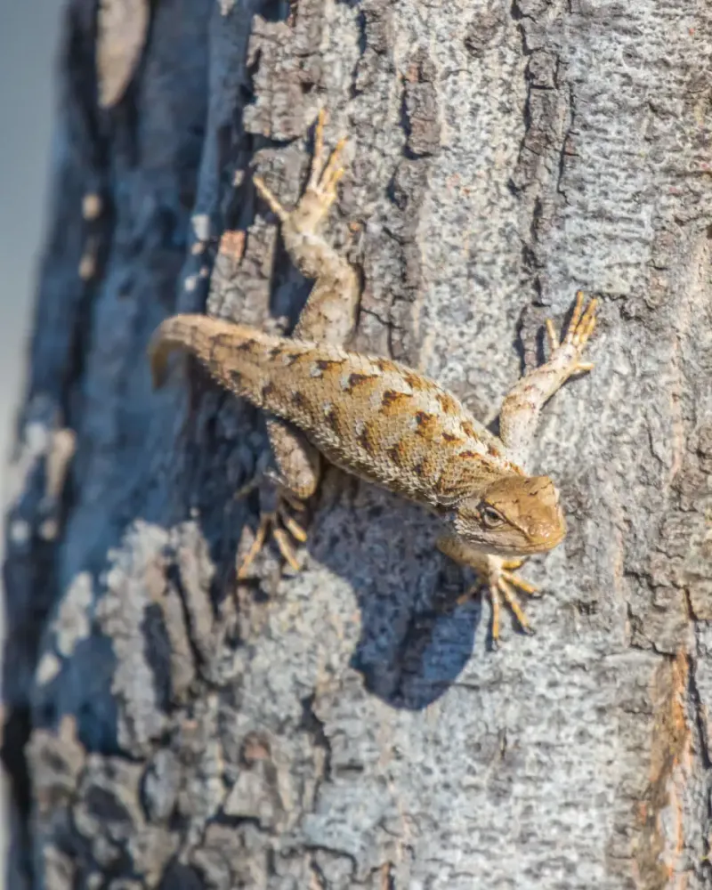 Where can a western fence lizard shelter?