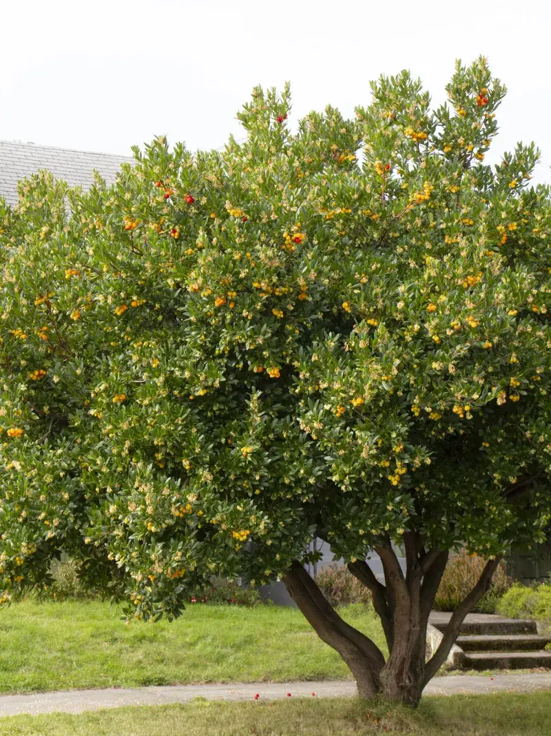 Where does strawberry tree fit in a California yard?