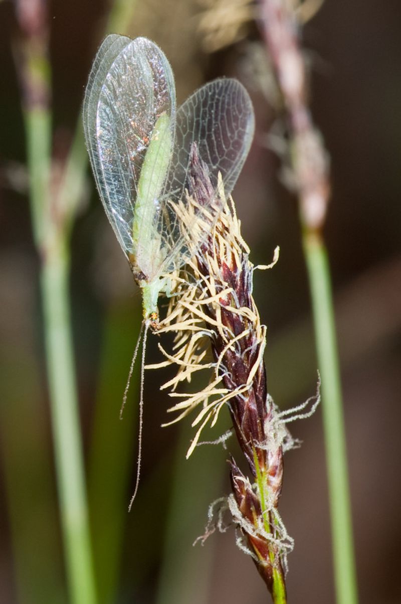 Where lacewings spend winter depends on species and climate Where lacewings spend winter depends on species and climate
