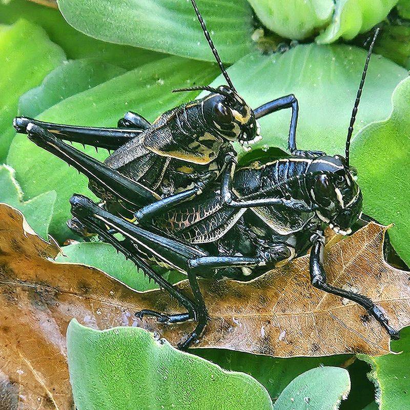 Where lubbers bury their egg pods Where lubbers bury their egg pods