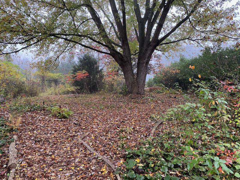 Where should you keep fall leaves? Where should you keep fall leaves?
