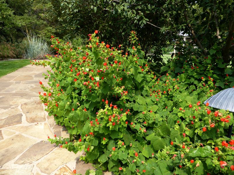 Where will Turk’s cap fit in a Texas yard?