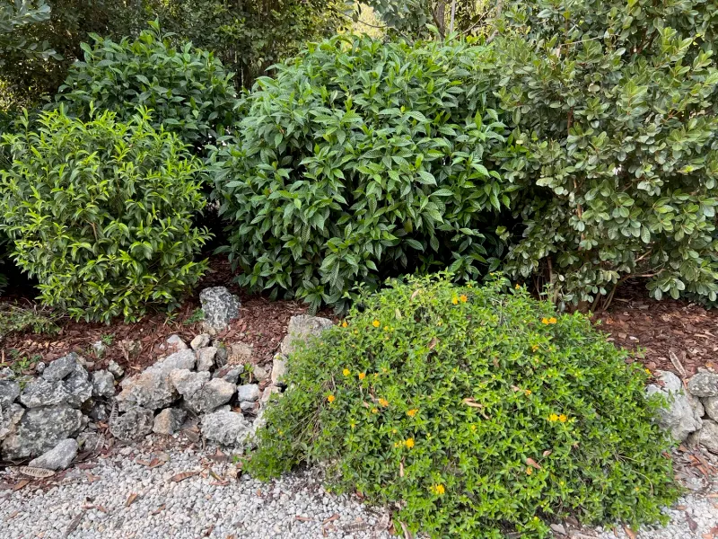 Which Florida lantanas are native?