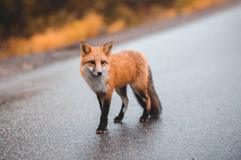 Which North Carolina fox might you be seeing?