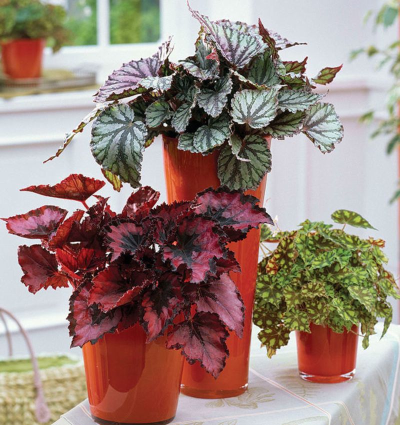 Which begonia do you have?