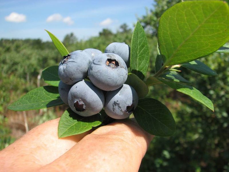 Which blueberry you grow—and where—changes the advice Which blueberry you grow—and where—changes the advice