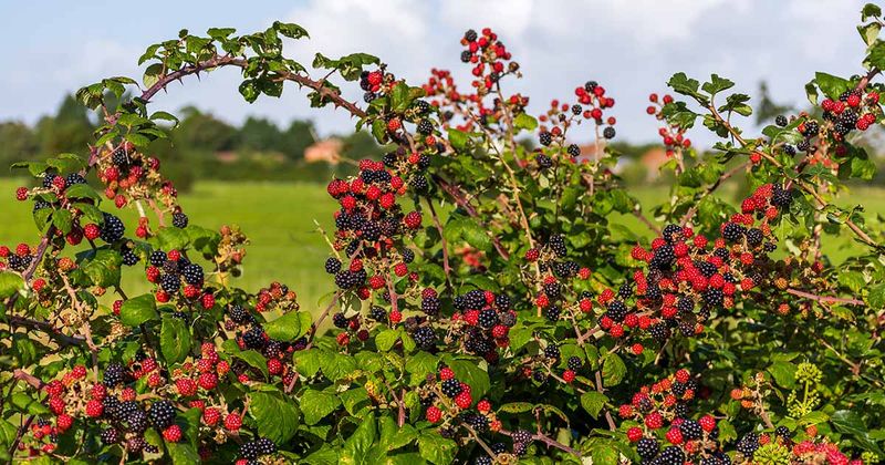 Which cane just fruited?