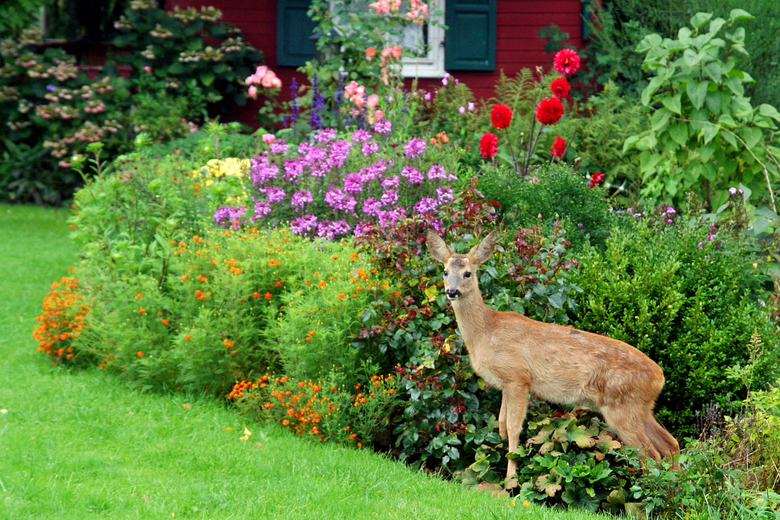 Which garden plants may be at risk? Which garden plants may be at risk?