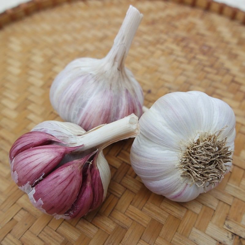 Which garlic fits a Central Texas garden?