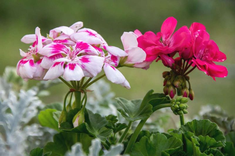 Which geranium are you trying to save?