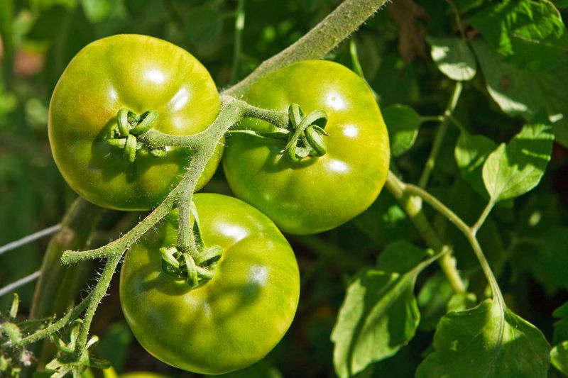 Which green tomatoes are mature enough to bring indoors?