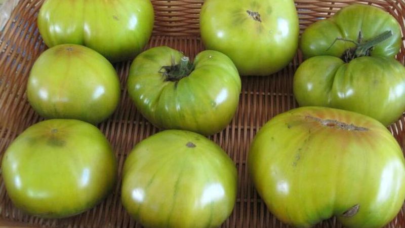 Which green tomatoes have the best chance of ripening?