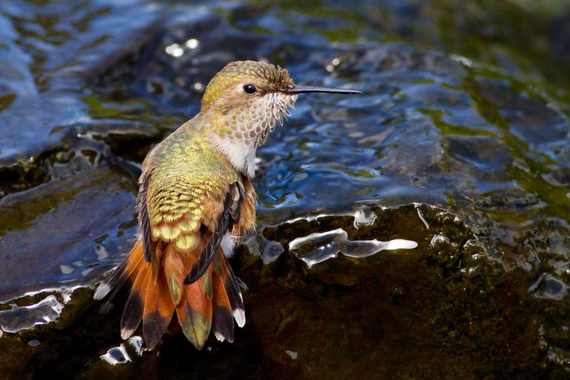 Which hummingbirds may winter in Florida?