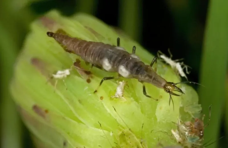 Which lacewing stage actually eats rose pests? Which lacewing stage actually eats rose pests?