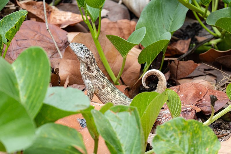 Which lizards are on the patio? Which lizards are on the patio?