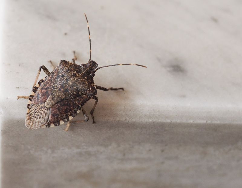 Which stink bugs are on the siding?