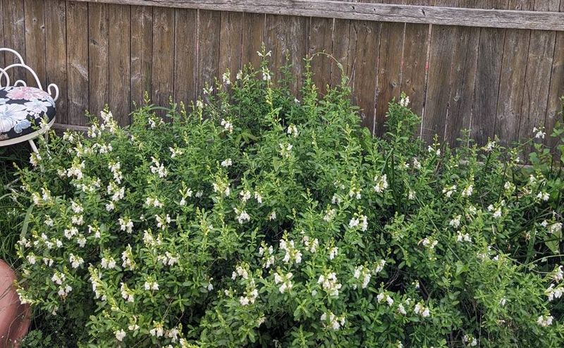 White Autumn Sage