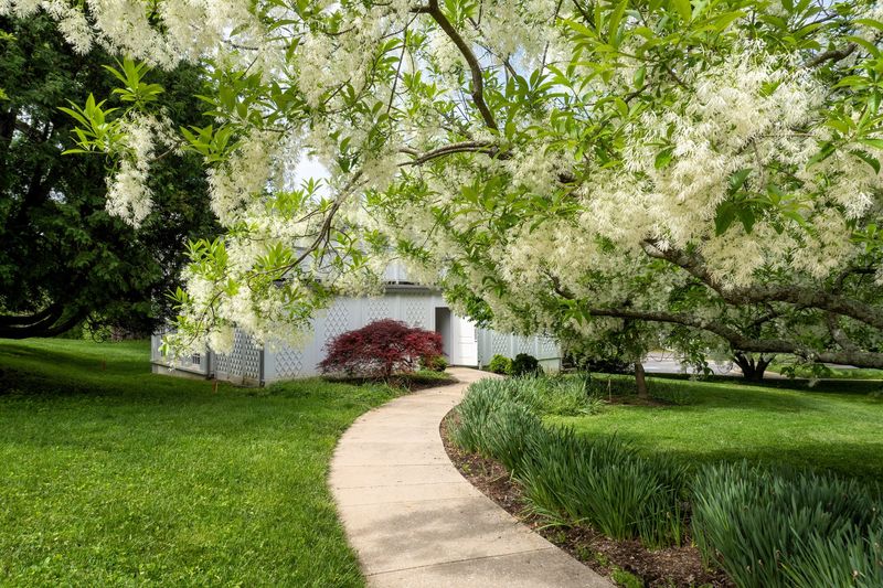 White Fringetree
