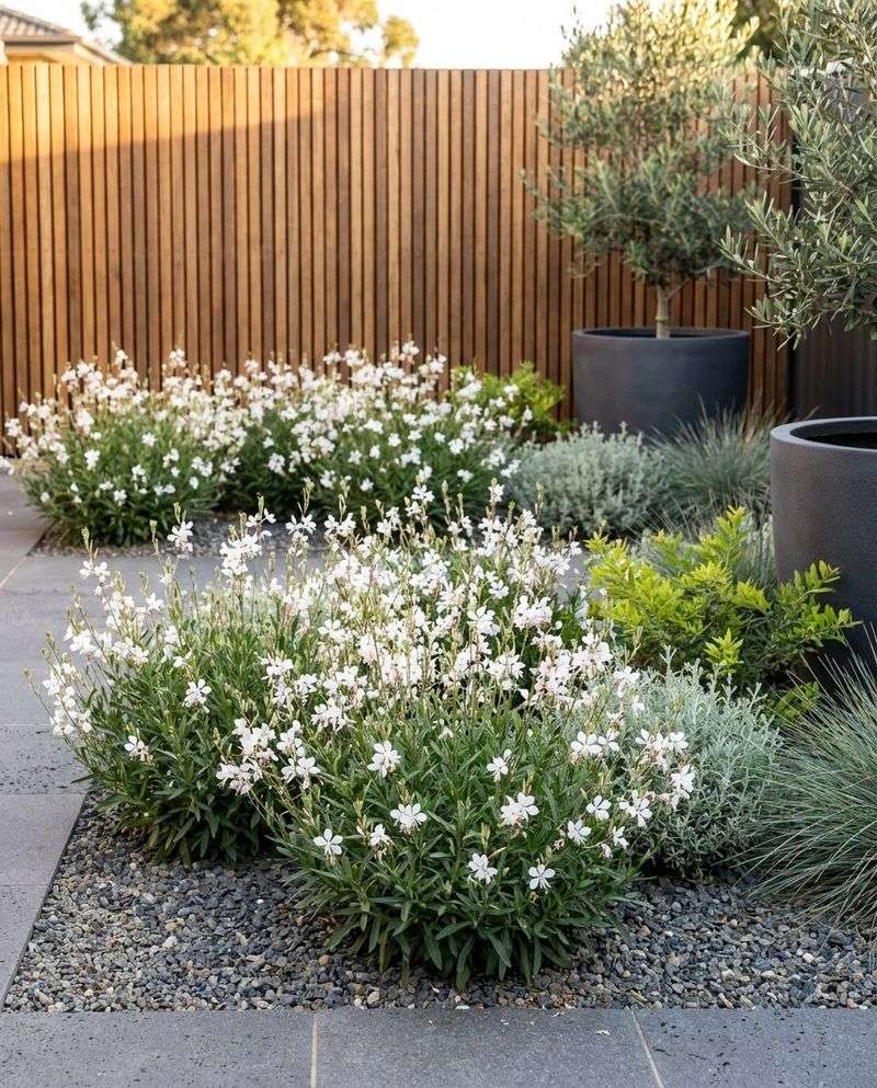 White Gaura