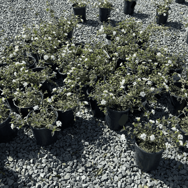 White Lantana